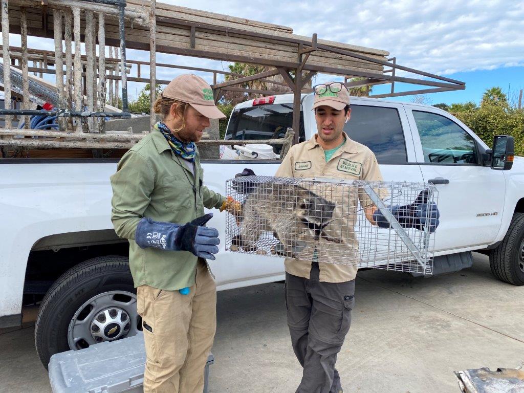Colorado Springs raccoon trapping